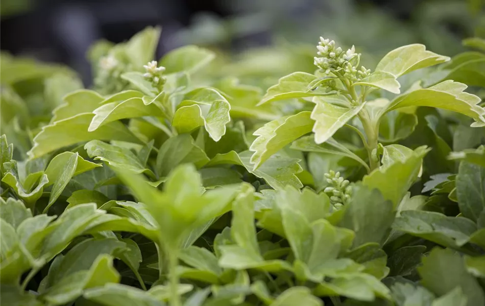 Pachysandra terminalis