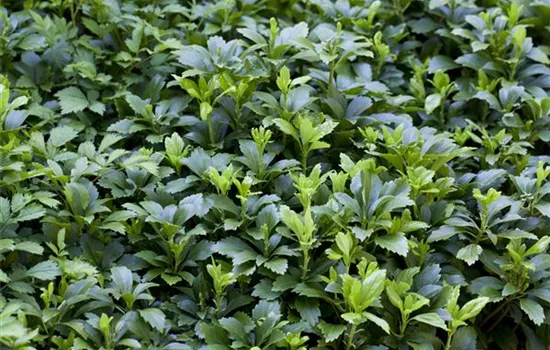 Pachysandra terminalis 'Green Carpet'®