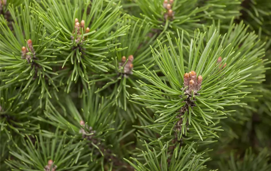 Pinus mugo 'Mops'