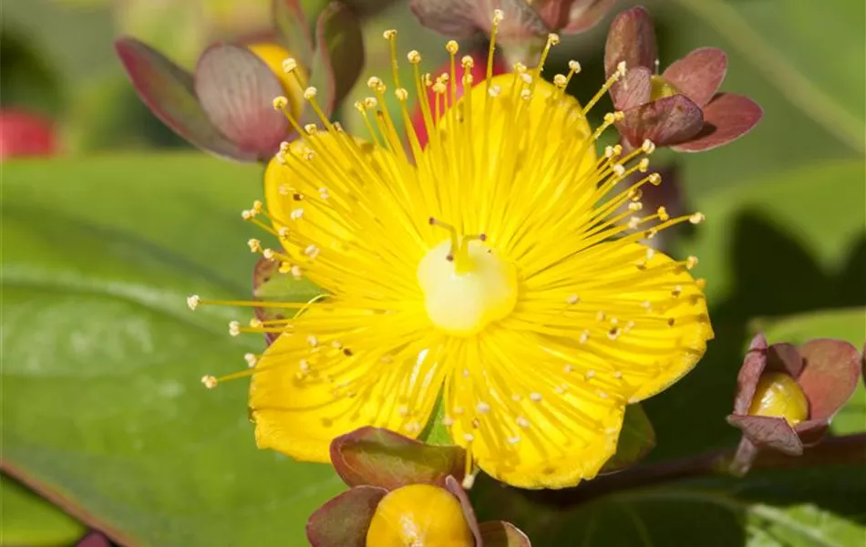 Hypericum inodorum