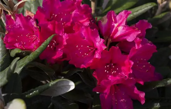 Rhododendron yakushimanum