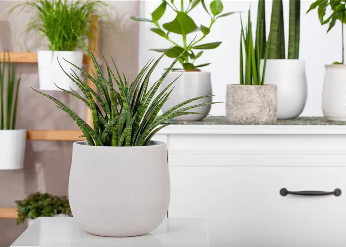 Zimmerpflanzen können mehr als nur gut aussehen