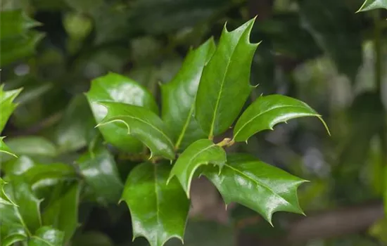 Ilex aquifolium