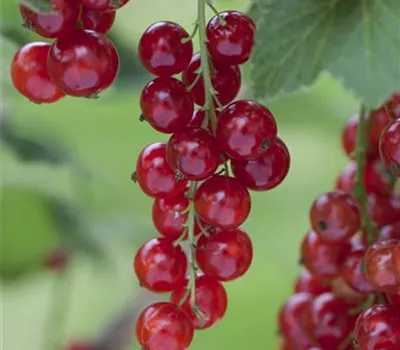 Ribes rubrum