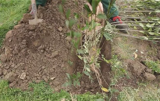 Ligusterhecke - Einpflanzen im Garten