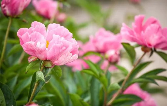 Paeonia lactiflora, rosa