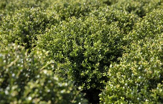 Ilex crenata