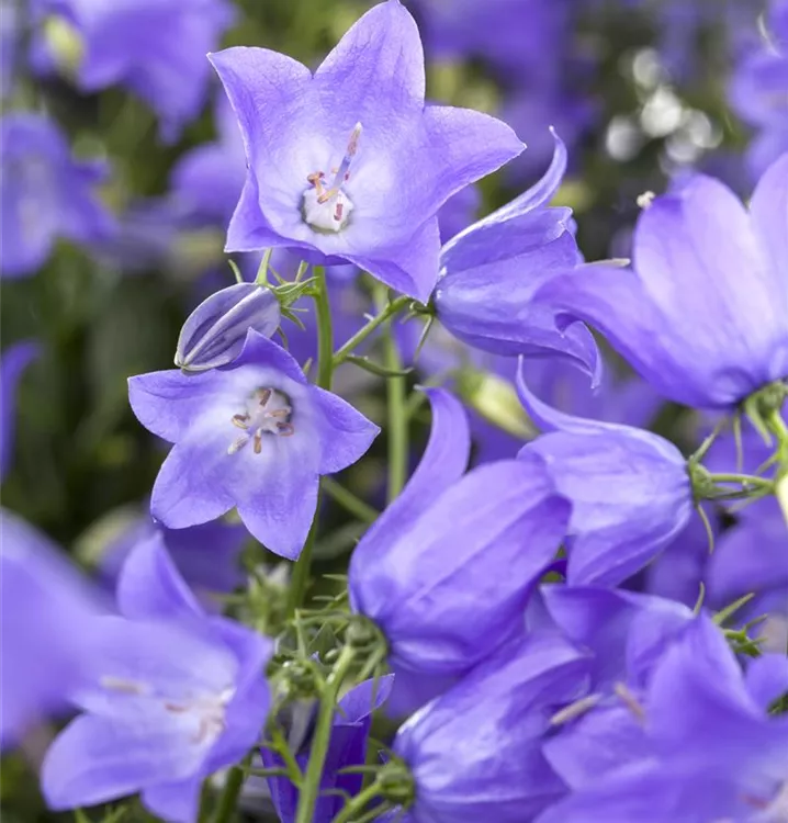 Glockenblume 'Mary Mee'®