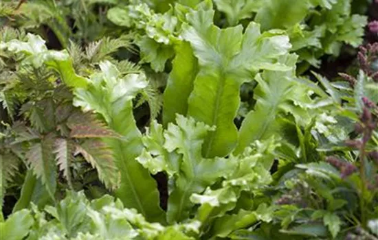 Asplenium scolopendrium