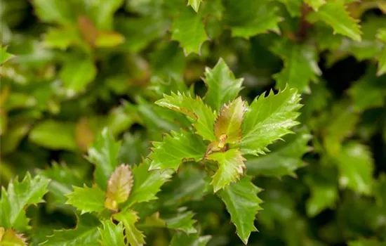 Ilex 'Little Rascal'®