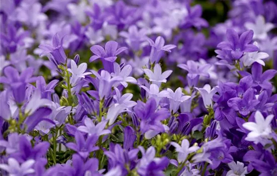 Campanula portenschlagiana 'Get Mee'®