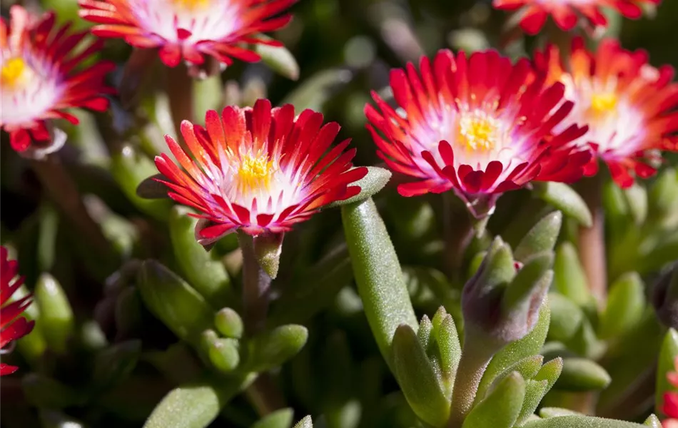 Delosperma cooperi