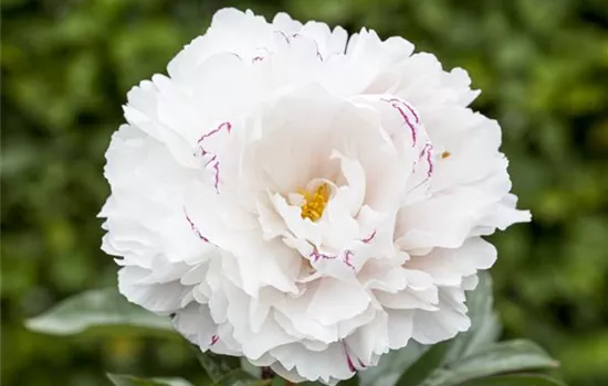 Paeonia lactiflora, weiß