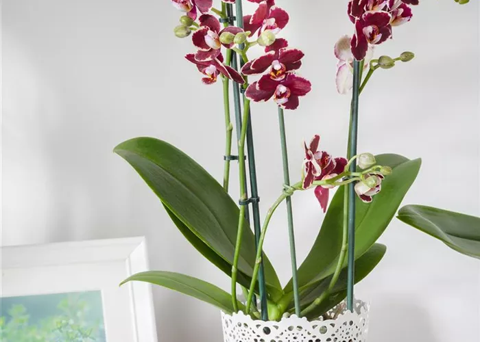 Orchideenwurzeln sind salzempfindlich!