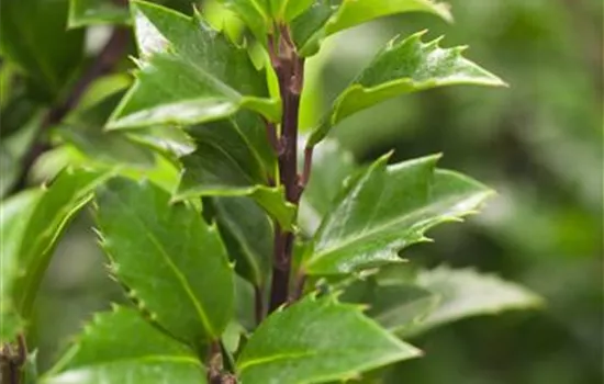 Ilex meserveae