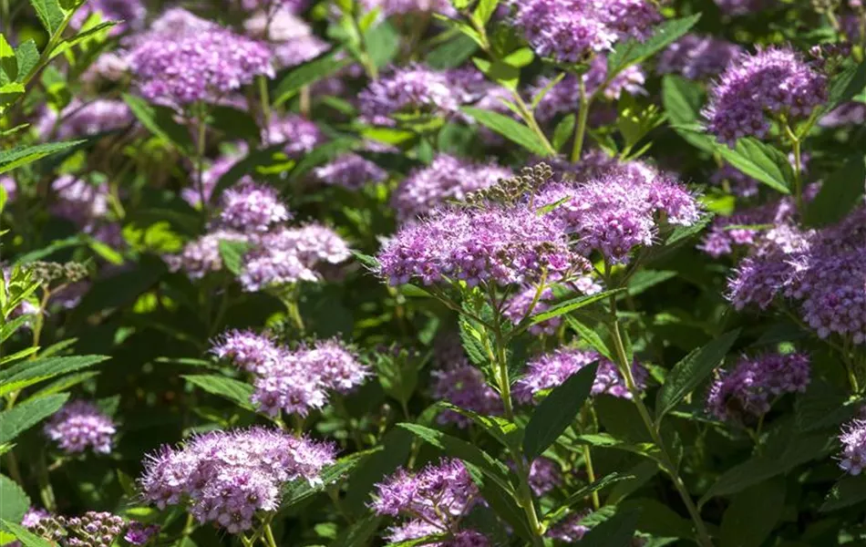 Spiraea japonica