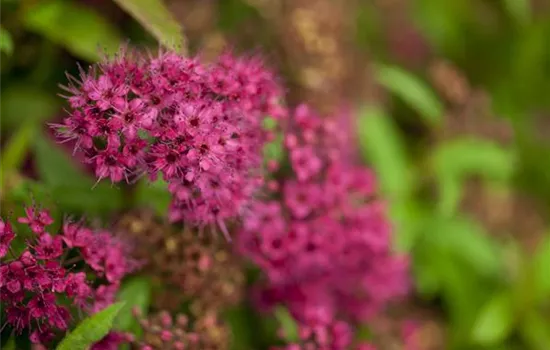 Spiraea japonica 'Anthony Waterer'