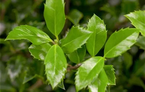 Ilex meserveae 'Heckenstar'(s)