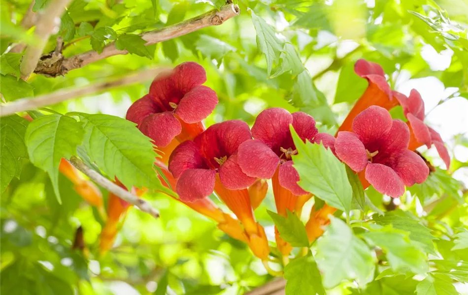 Campsis radicans