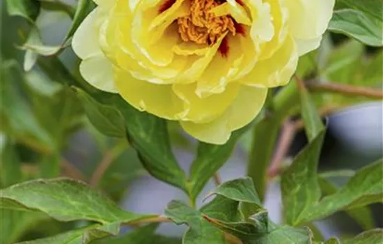 Paeonia x suffruticosa, gelb