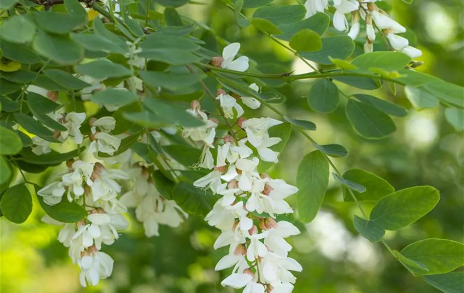 Robinia pseudoacacia