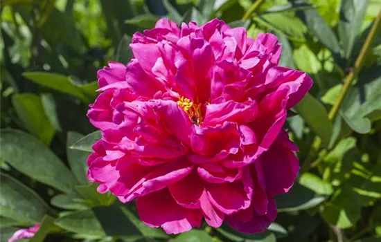 Paeonia x suffruticosa, rosa