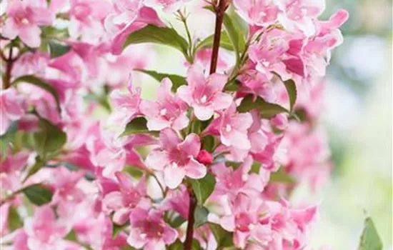 Weigela florida