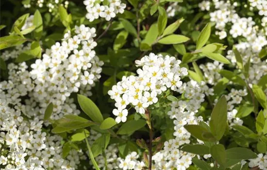 Spiraea x cinerea 'Grefsheim'