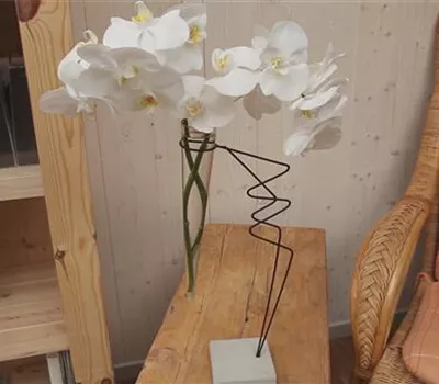 Orchidee - Anschneiden für den Heimgebrauch