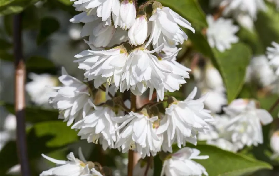 Deutzia scabra 'Plena'