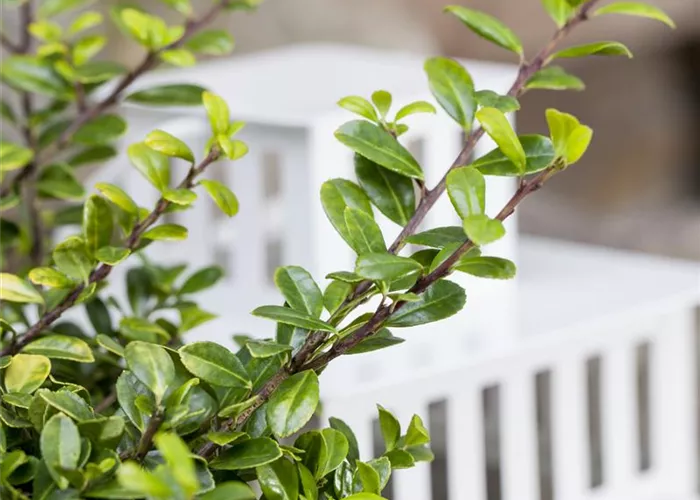 Funkien Tee Bonsai richtig pflegen