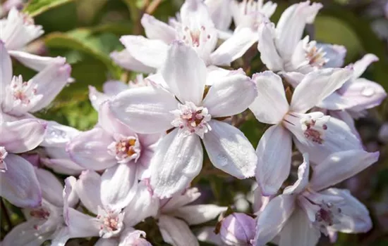 Deutzia x hybrida 'Mont Rose'