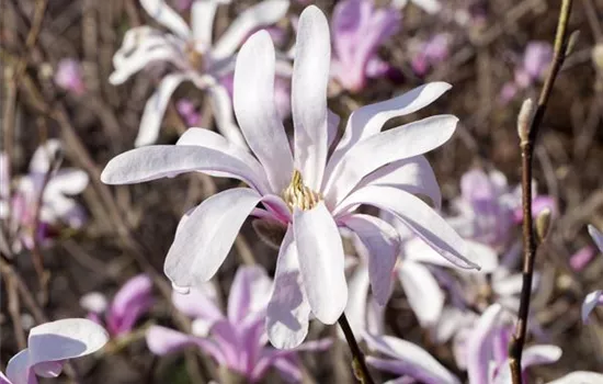 Magnolia liliiflora