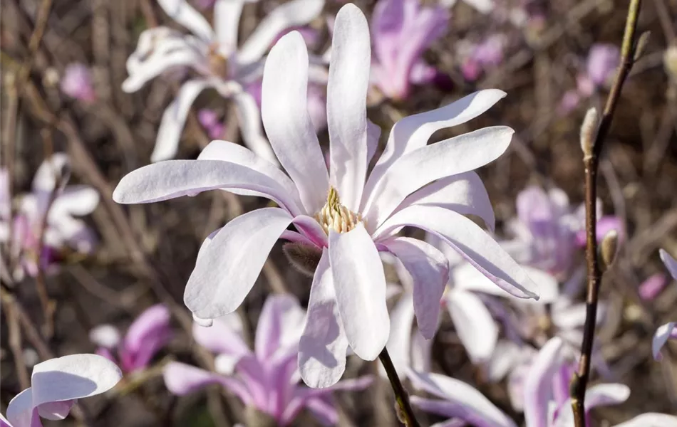 Magnolia liliiflora