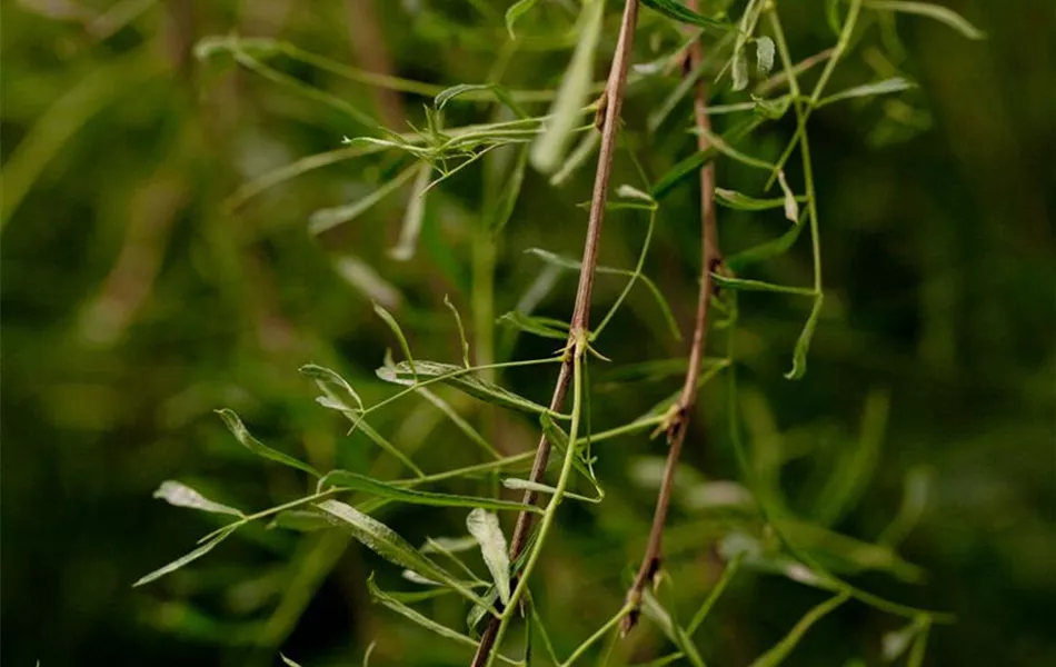 Caragana arborescens