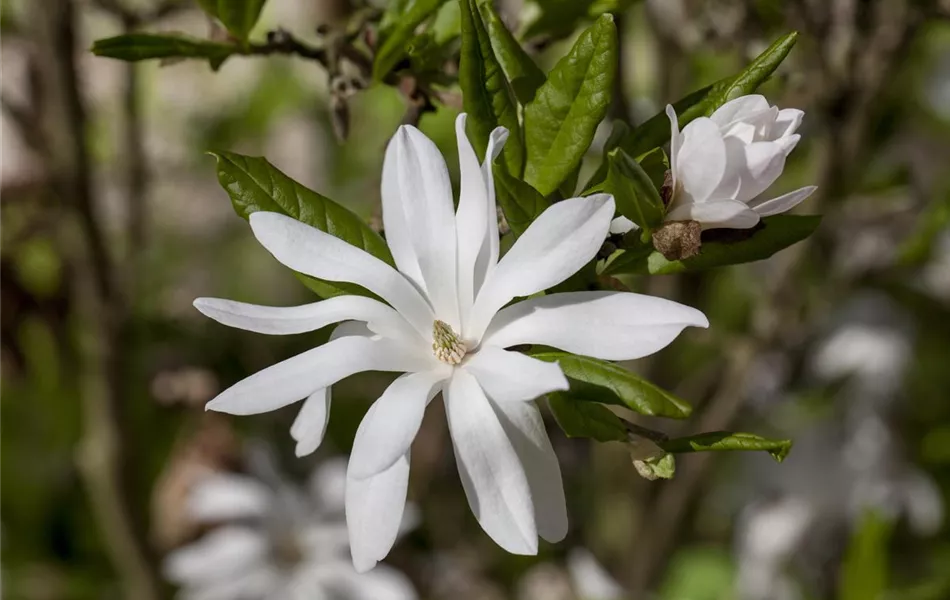 Magnolia stellata