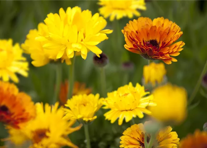 Blumen direkt aussäen