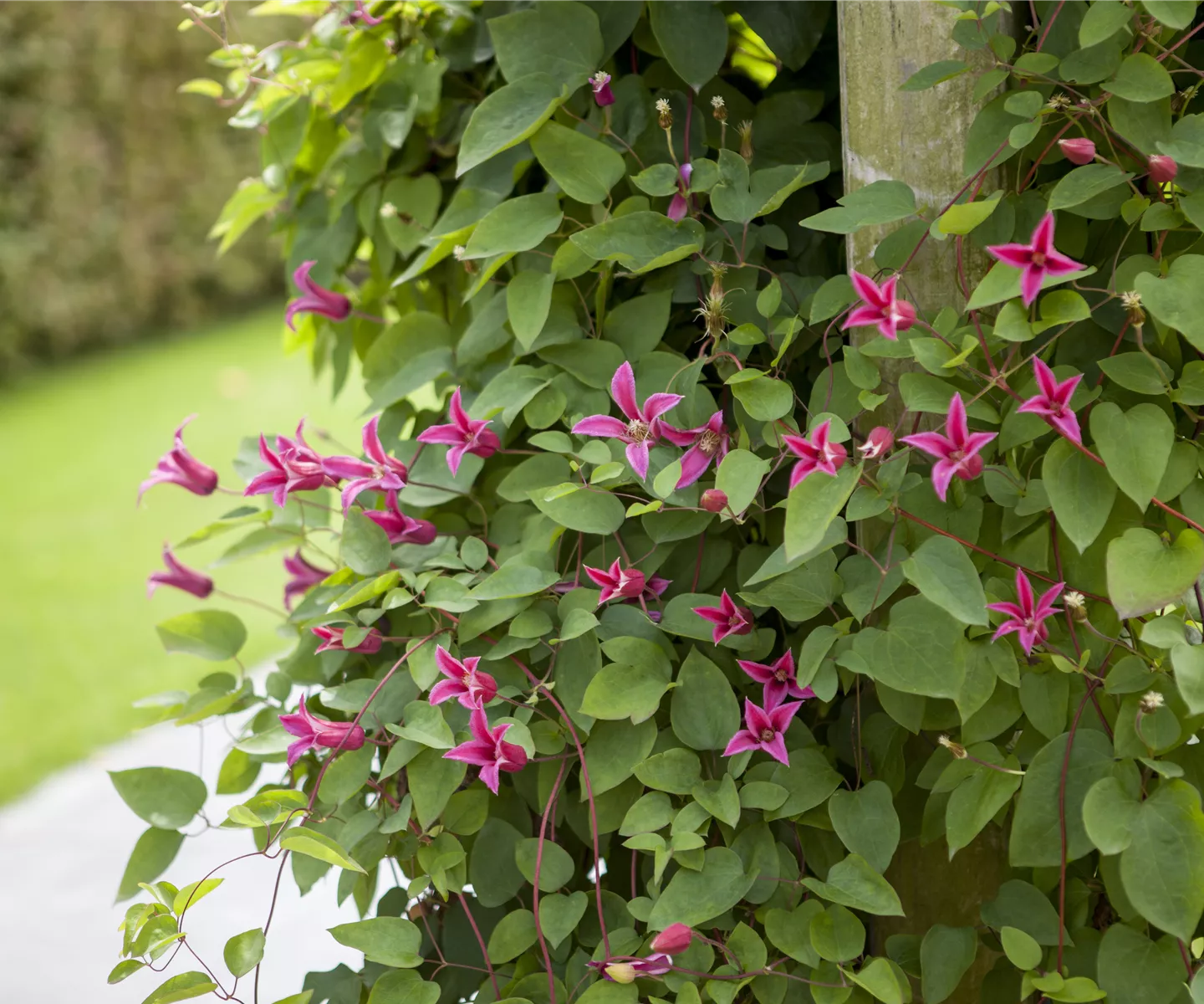 Clematis richtig schneiden