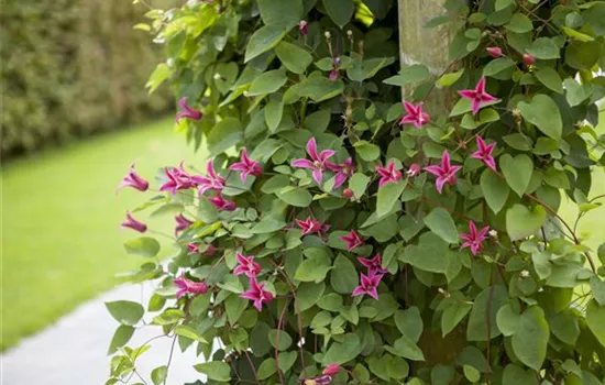 Clematis richtig schneiden