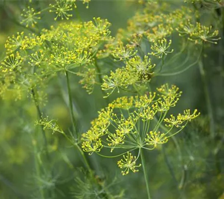 Kräuter im Garten