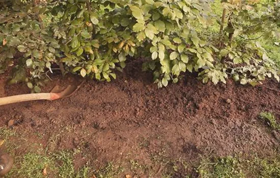 Rotbuchenhecke - Einpflanzen im Garten