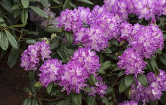 Rhododendron Alfred