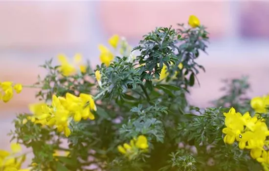 Ginster - Einpflanzen im Garten