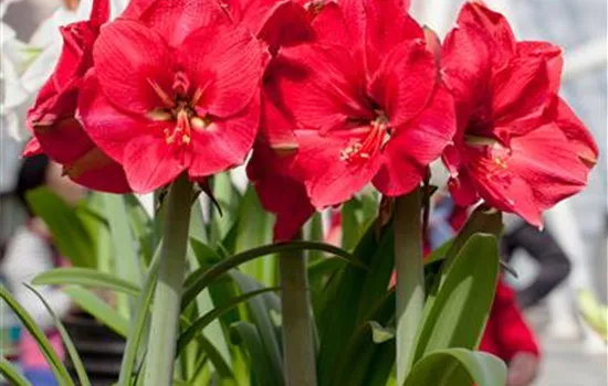 Pflanzzeit für Amaryllis