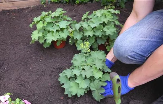 Frauenmantel - Einpflanzen im Garten