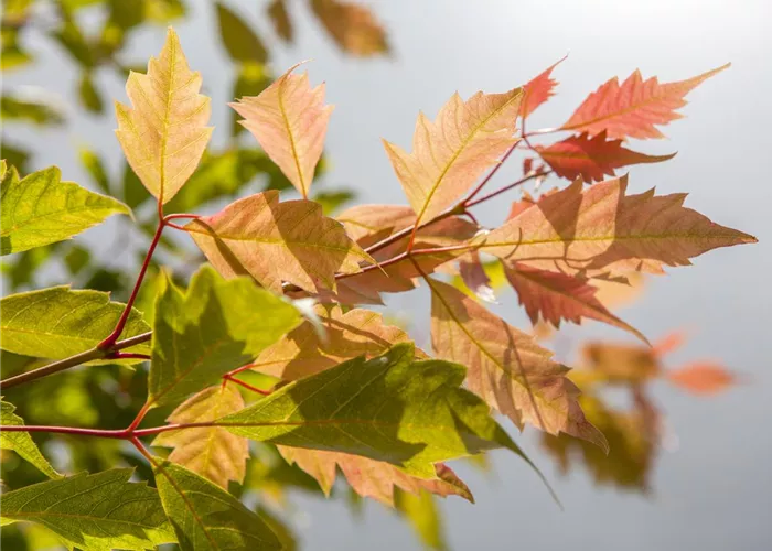 Der herbstliche Garten schön in Form