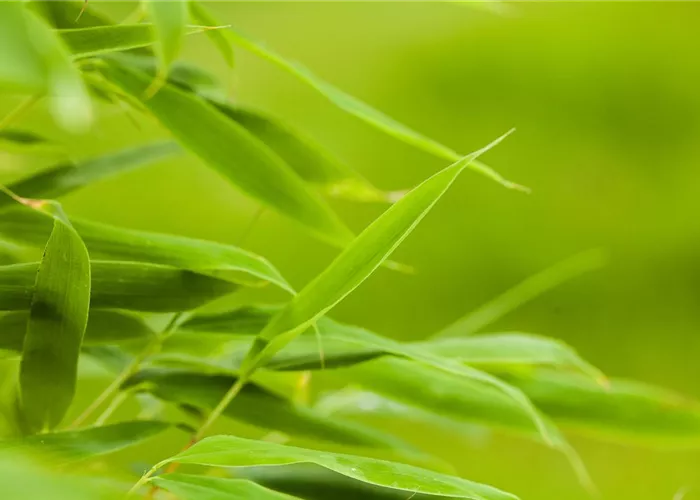 Bambus: prächtiges Gras aus Asien