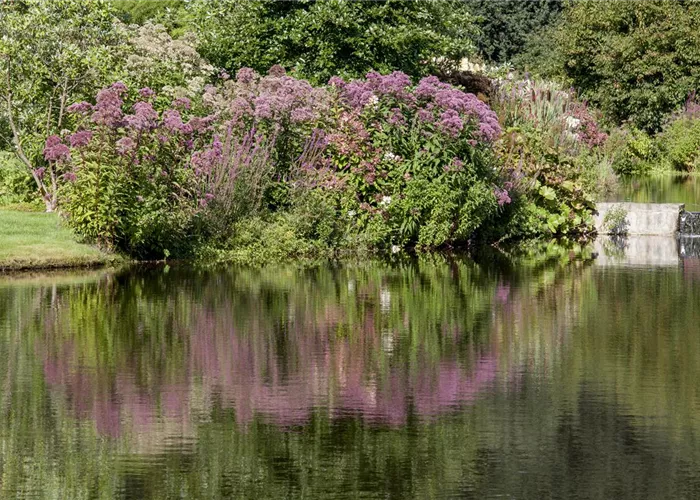 Natürliche Algenbekämpfung im Teich