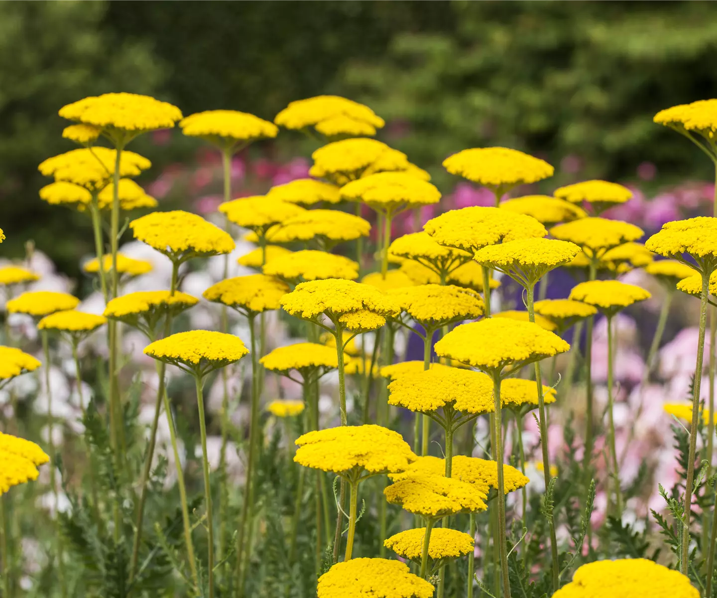 Der Landhausgarten: Blütenmeer und unberührte Natur