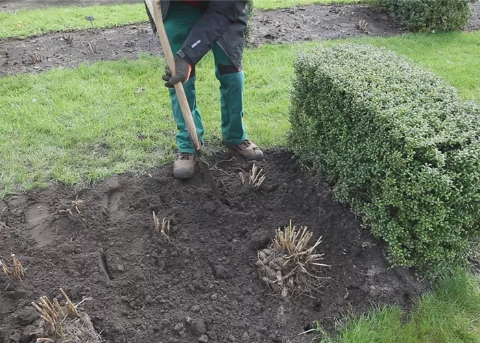 Dahlien - Einpflanzen im Garten